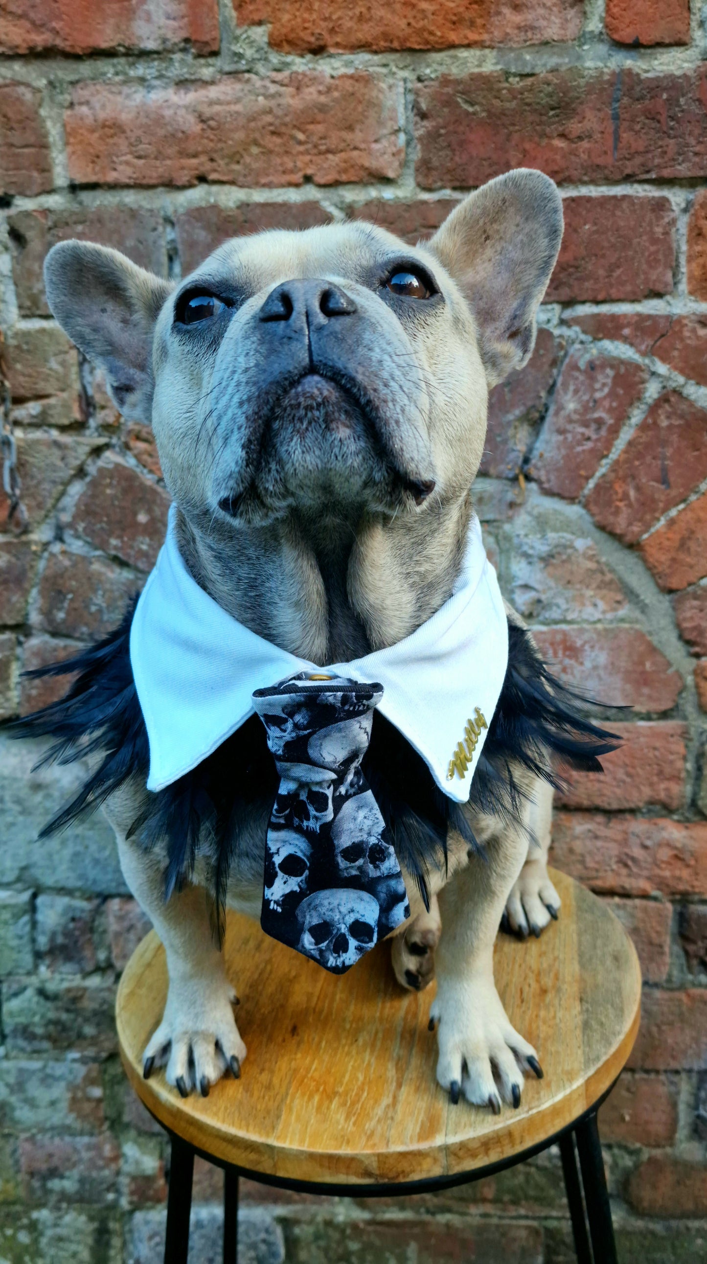 The Skull tie - The interchangeable tie system