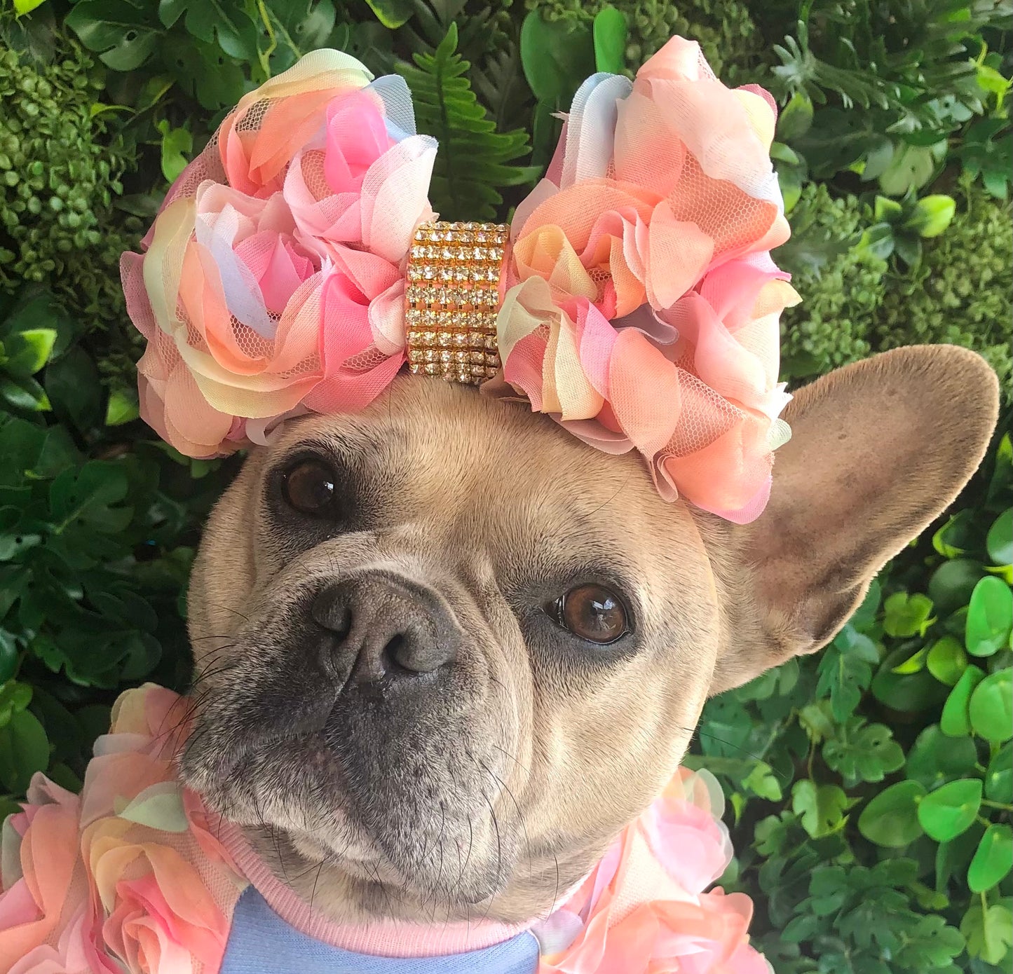 Rose bow